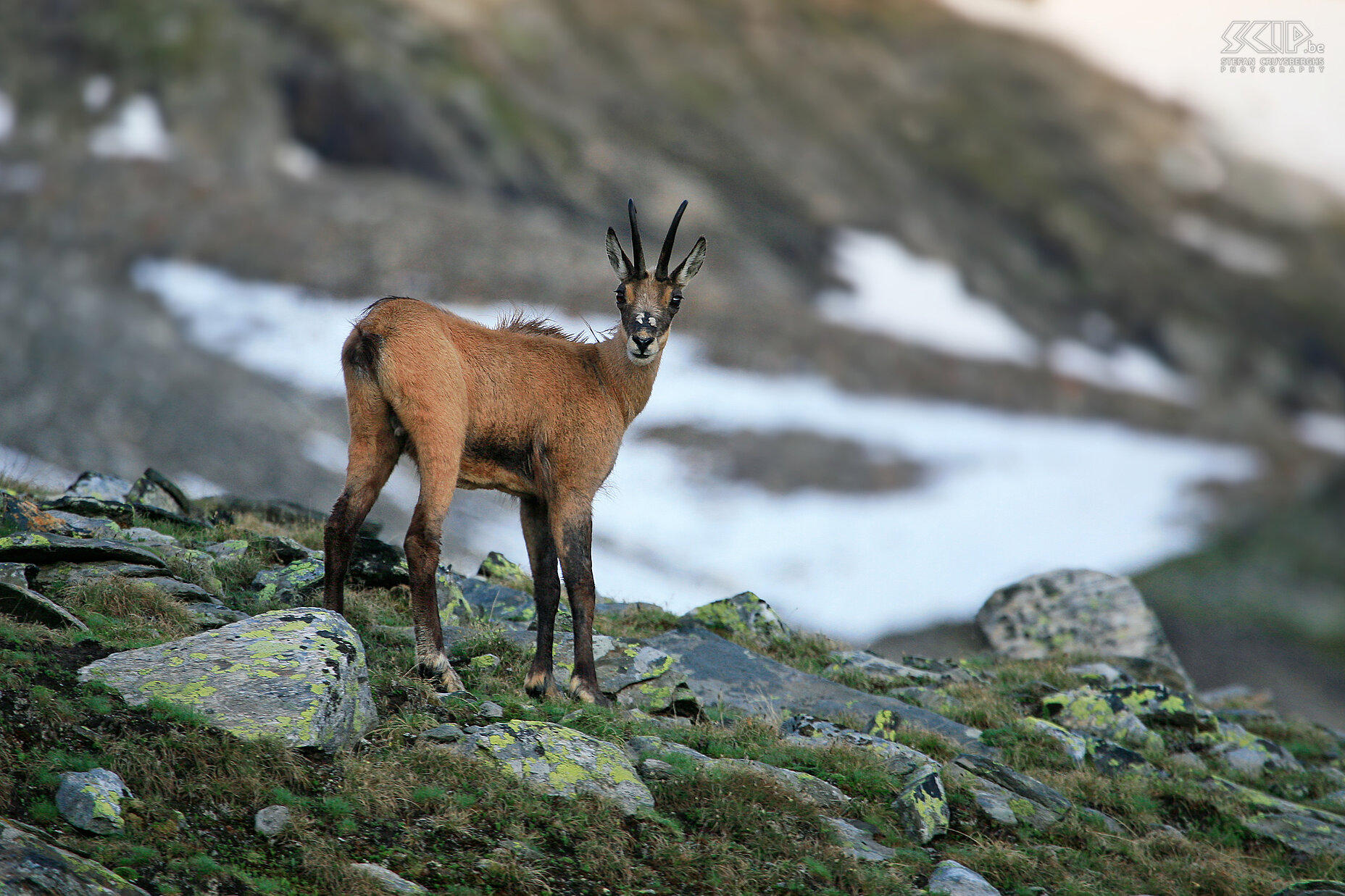 Chamois We also run into a lot of chamois (Rupicapra rupicapra). Stefan Cruysberghs